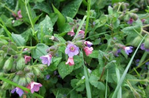 pulmonaria officinalis (1200 x 799)7